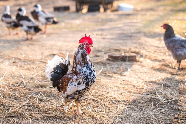 Bonte haan loopt door de tuin in het dorp