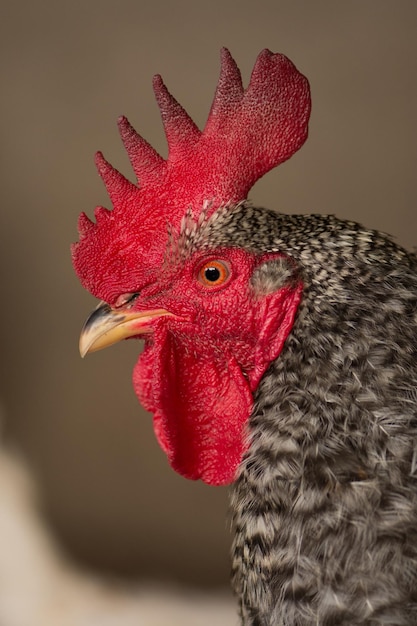 Bonte haan op een onscherpe achtergrond Bonte haan dichtbij op boerderij Close-up van kip buitenshuis Portret gespikkelde haan