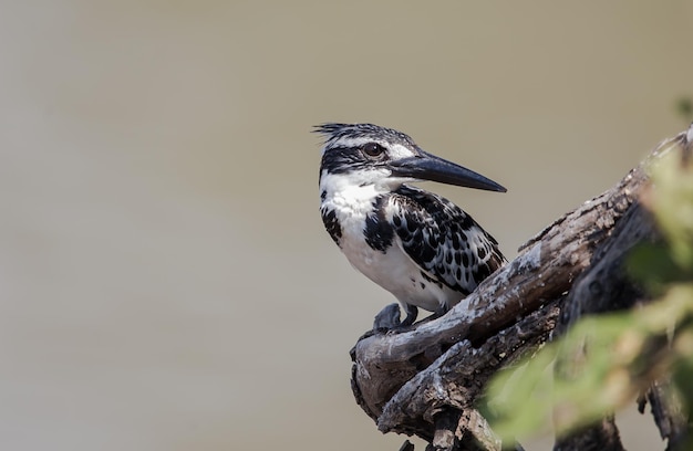 Bonte ijsvogel op banch tree