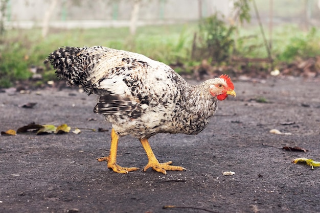 Bonte kip met witte en zwarte veren loopt rond op het erf