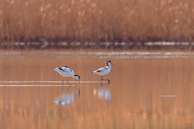 Bonte Kluut in water op zoek naar voedsel (Recurvirostra avosetta) Zwart-witte waadvogel