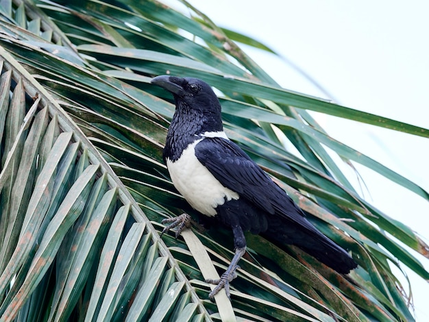 Bonte kraai Corvus albus