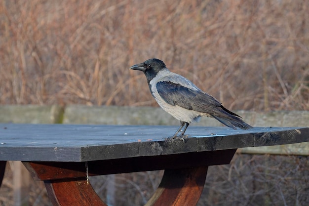 Foto bonte kraai (corvus cornix) stockholm, zweden