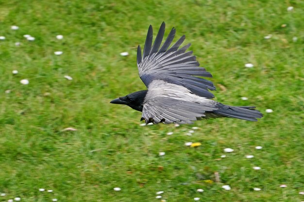 Bonte kraai Corvus cornix