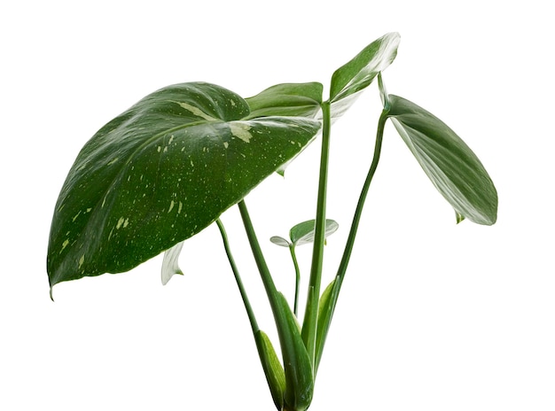 Bonte Monstera plant, Monstera Thai Constellation bladeren, geïsoleerd op een witte achtergrond