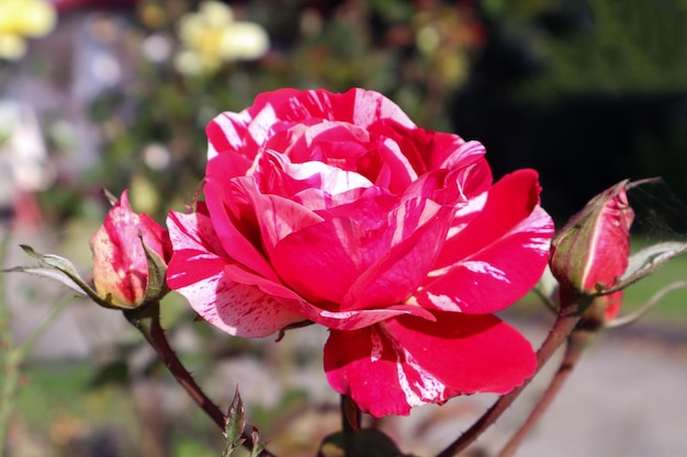 Bonte roze scharlaken en witte close-up op een heldere herfstdag in het oude park