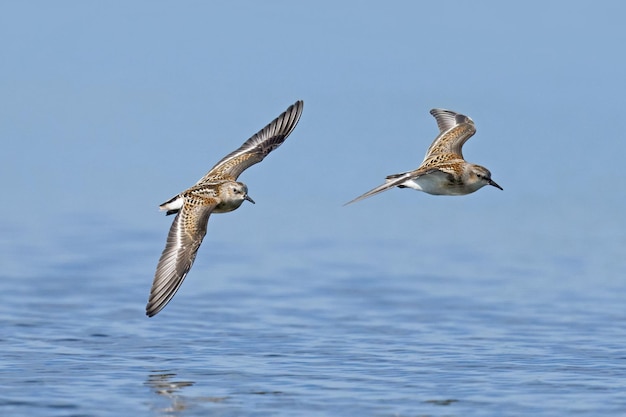 Bonte Strandloper Calidris alpina