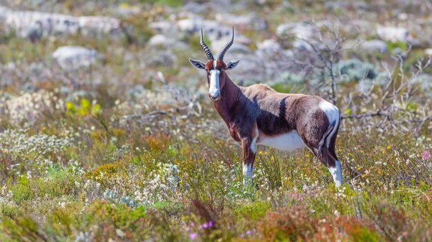 Photo a bontebok in table mountain national park