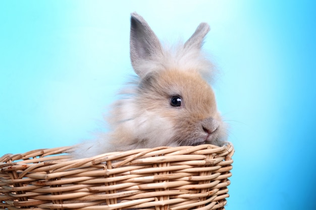 Bontkonijn in een blauwe mand