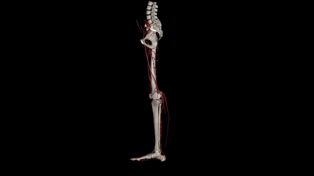 Foto il bacino osseo e gli arti posteriori ricevono la loro alimentazione vascolare dalle continuazioni distali delle arterie iliache comuni destra e sinistra