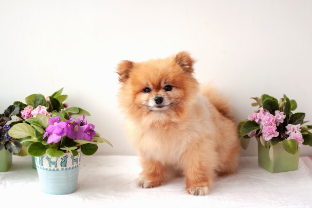 Boo bear Pomeranian Teddy bear orange colour of the dog sitting near the violets of different colors.