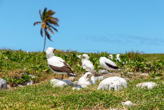 Booby vogel en zijn baby op een verlaten eiland in de Abrolhos archipel