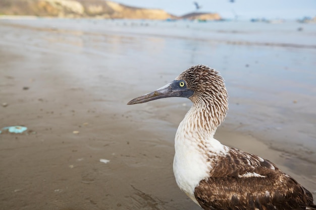 Booby, wat doe je?