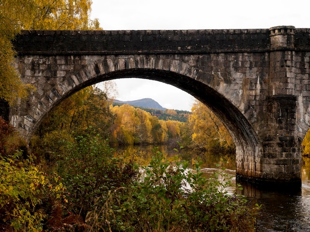 Foto boogbrug in het bos