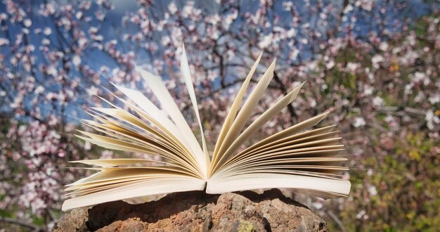 Foto un libro su una roccia con un albero sullo sfondo