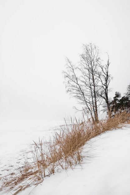 Boom aan de oever van een besneeuwd meer in de winter in de stijl van minimalisme aan de oever van de golf van finland in sint-petersburg