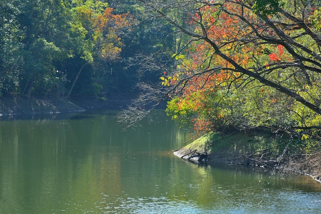 Foto boom bij meer in het bos in de herfst