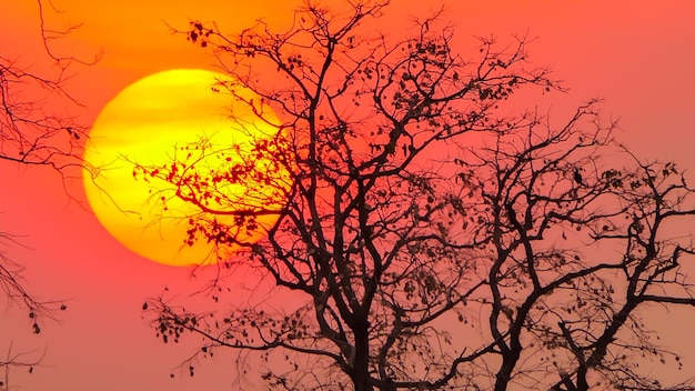 Boom bij zonsondergang in landelijke natuurachtergronden