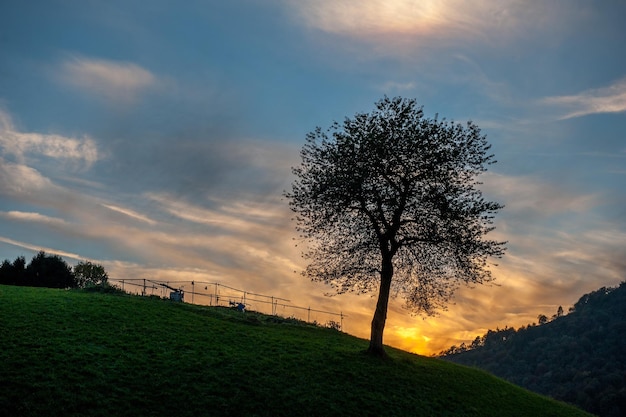 boom bij zonsondergang