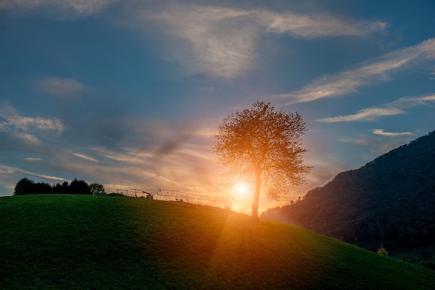 boom bij zonsondergang