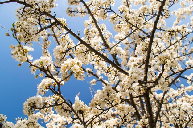 Foto boom bloemen en tak lente boomzicht