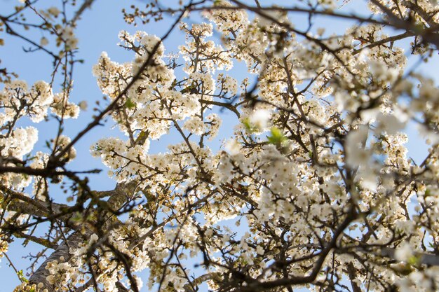 Foto boom bloemen en tak lente boomzicht