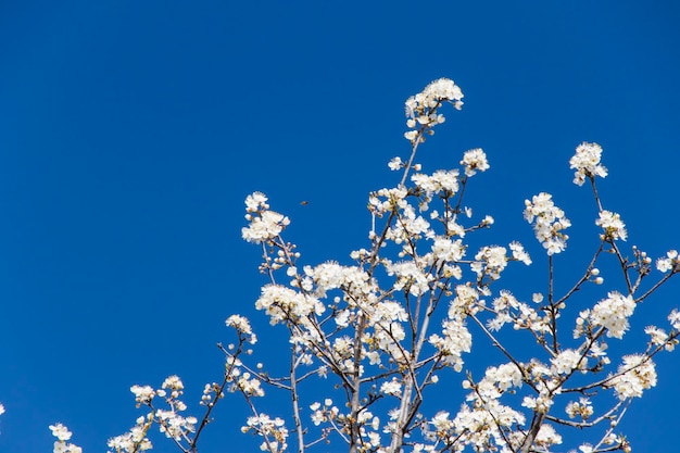 Foto boom bloemen en tak lente boomzicht