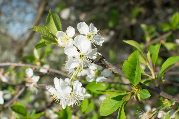 Boom bloemen in lentetuin