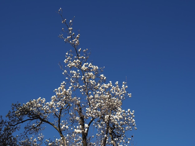 Boom bloemen over blauwe lucht