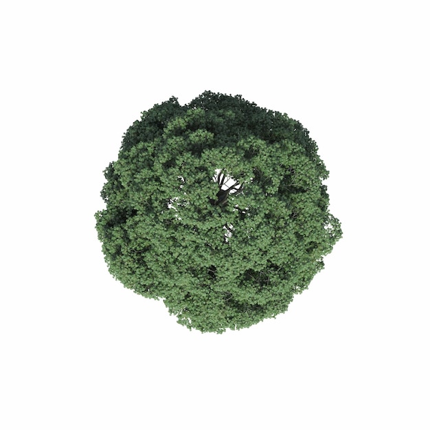boom bovenaanzicht, geïsoleerd op een witte achtergrond, 3D illustratie, cg renderen