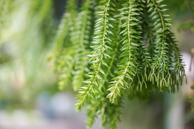 Boom en groen blad met onduidelijk beeldachtergrond.