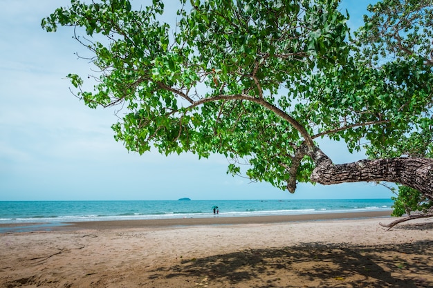 Foto boom en tropisch strand