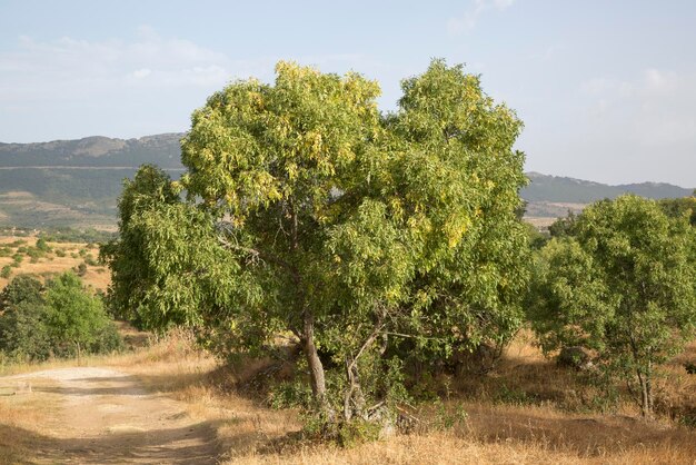 Boom- en voetpad in Horcajuelo de la Sierra, Madrid, Spanje