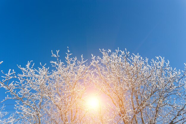 Boom hemeltak in bos winter