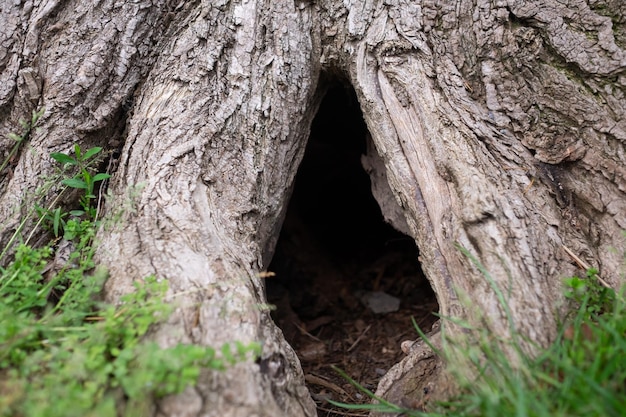 Boom hol Close-up zicht op beschadigde boom