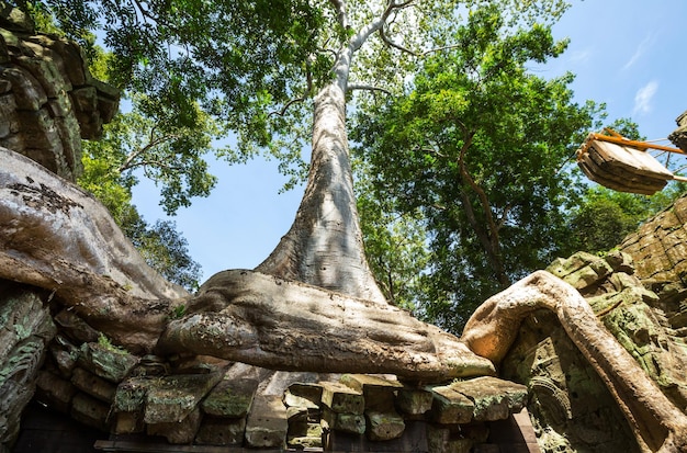 Boom in Angkor