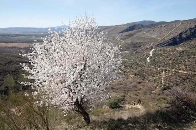 Boom in bloei in de Carcavas, Patones, Spanje