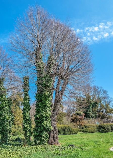 Boom in de botanische tuin van Odessa, Oekraïne