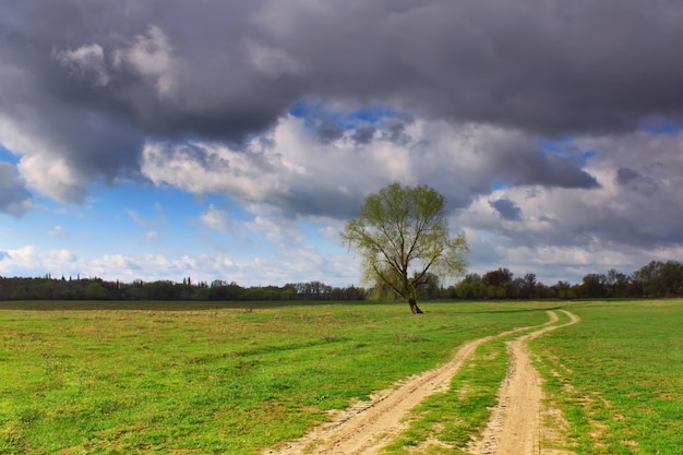 Boom in de buurt van de snelweg in het veld tegen stormachtige lucht