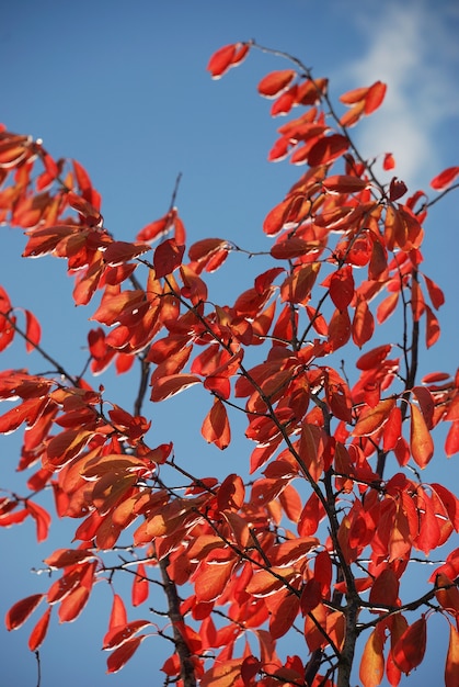 Boom in de herfst kleuren