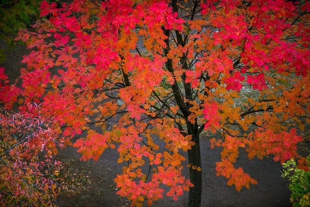 Boom in de herfst mooie herfstboom