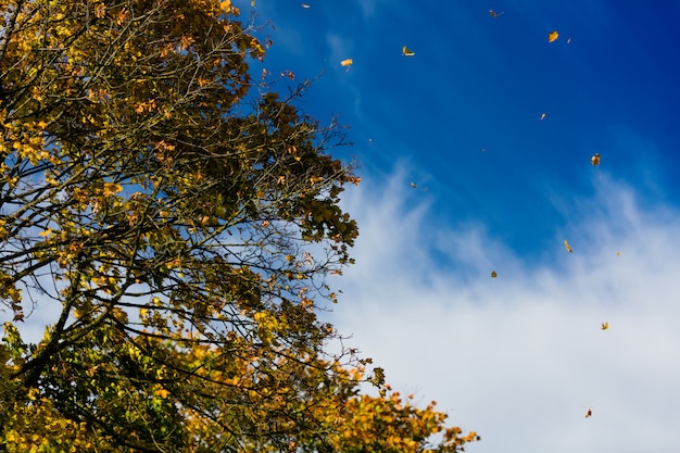 Boom in de herfst of herfst