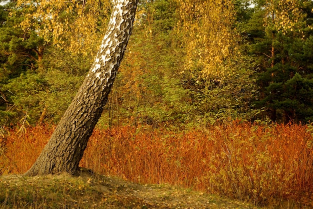 Boom in de herfst seizoen