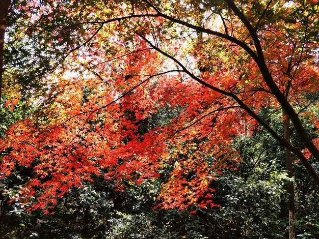 Foto boom in de herfst