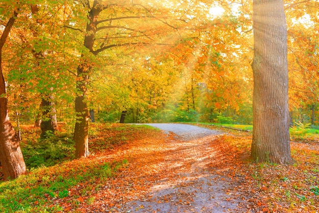 Boom in de herfstpark