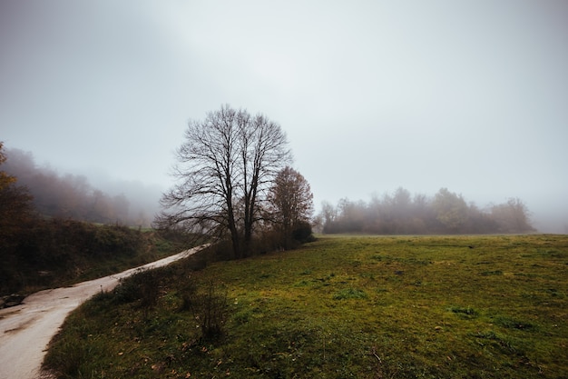 Boom in de mist