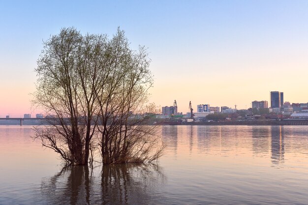 Boom in de rivier in Novosibirsk