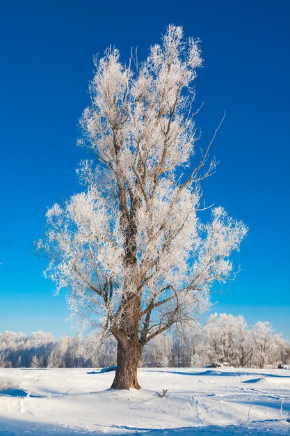 Boom in de sneeuw op de voorgrond tegen een achtergrond van besneeuwde bossen en lucht