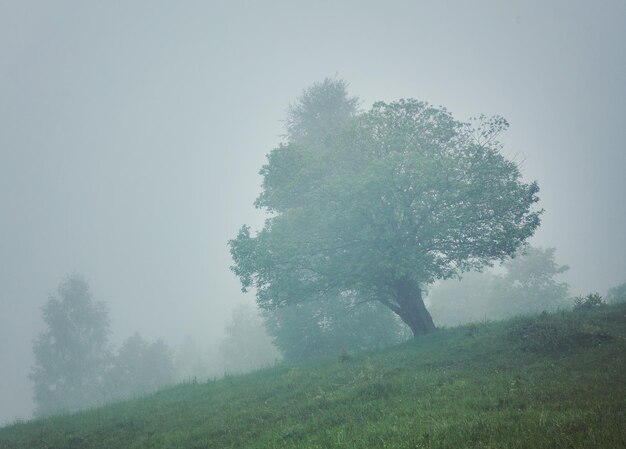 Boom in de wei in de mist