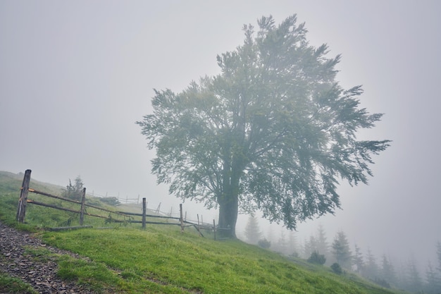 Boom in de wei in de mist